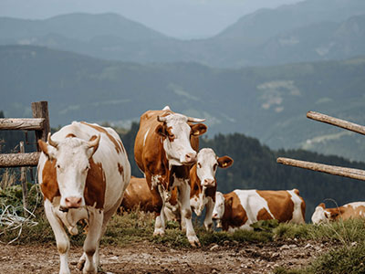 (c) Kathrin Jandl (c) Kathrin Jandl